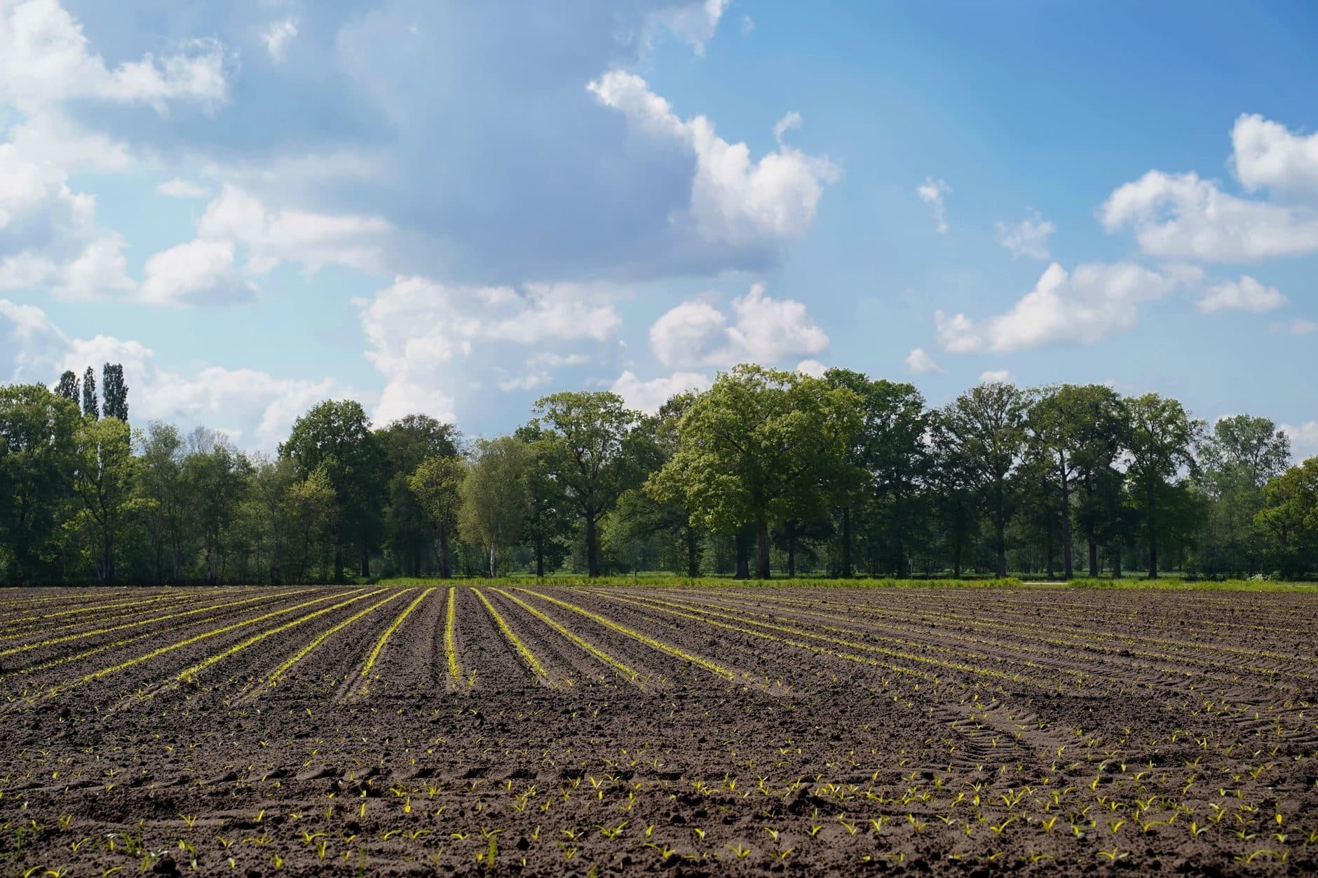 A flat field of newly planted crop rows in front of a line of trees