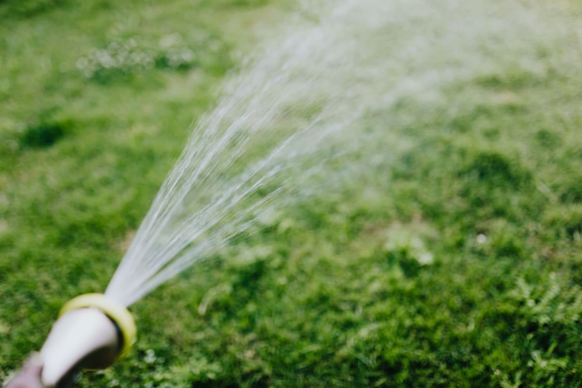 A garden hose spraying water across a green lawn